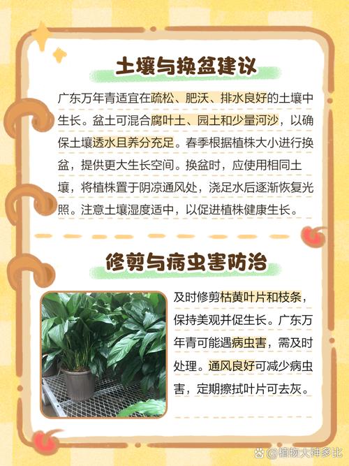 广东万年青种子怎么种(广东万年青怎么养才能粗壮)-第5张图片-花花知道网 广东万年青种子怎么种(广东万年青怎么养才能粗壮)-第5张图片-花花知道网