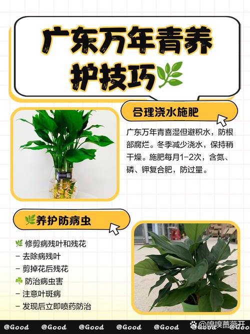 广东万年青种子怎么种(广东万年青怎么养才能粗壮)-第7张图片-花花知道网 广东万年青种子怎么种(广东万年青怎么养才能粗壮)-第7张图片-花花知道网