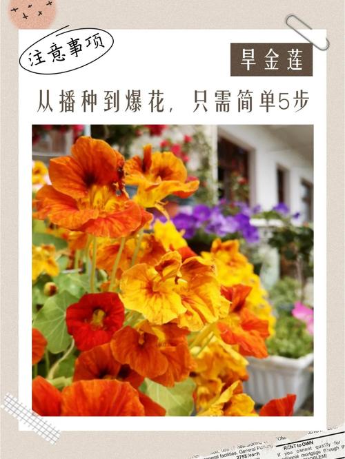旱金莲如何保持株型低矮(旱金莲怎么栽种)-第1张图片-花花知道网 旱金莲如何保持株型低矮(旱金莲怎么栽种)-第1张图片-花花知道网