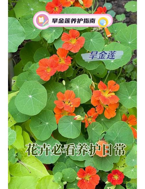 旱金莲如何保持株型低矮(旱金莲怎么栽种)-第4张图片-花花知道网 旱金莲如何保持株型低矮(旱金莲怎么栽种)-第4张图片-花花知道网