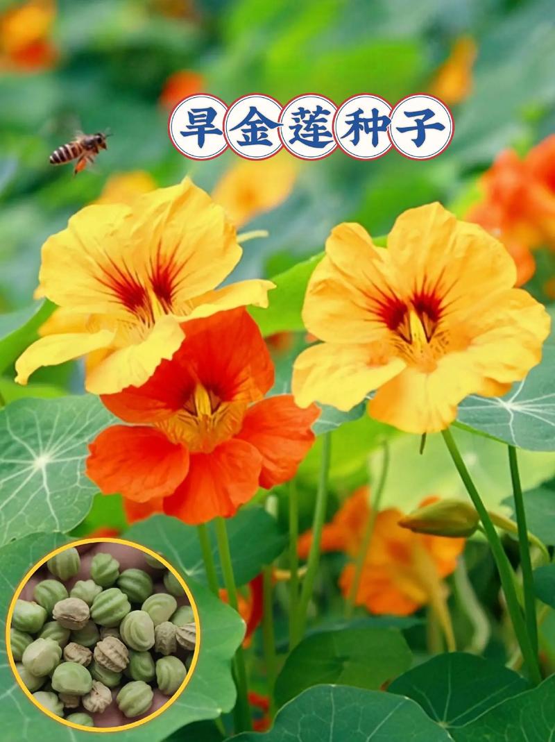 旱金莲如何保持株型低矮(旱金莲怎么栽种)-第6张图片-花花知道网 旱金莲如何保持株型低矮(旱金莲怎么栽种)-第6张图片-花花知道网