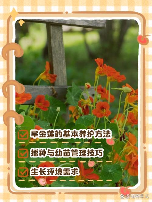 旱金莲如何保持株型低矮(旱金莲怎么栽种)-第8张图片-花花知道网 旱金莲如何保持株型低矮(旱金莲怎么栽种)-第8张图片-花花知道网