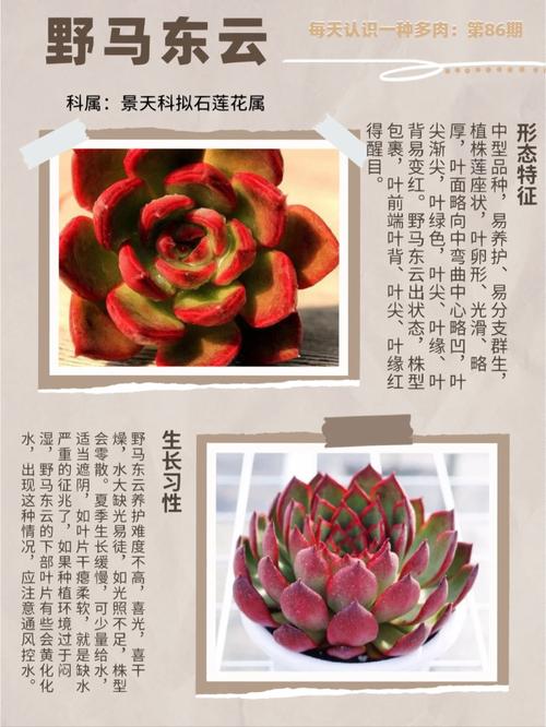 东云多肉怎么养(东云多肉繁殖方法)-第2张图片-花花知道网 东云多肉怎么养(东云多肉繁殖方法)-第2张图片-花花知道网