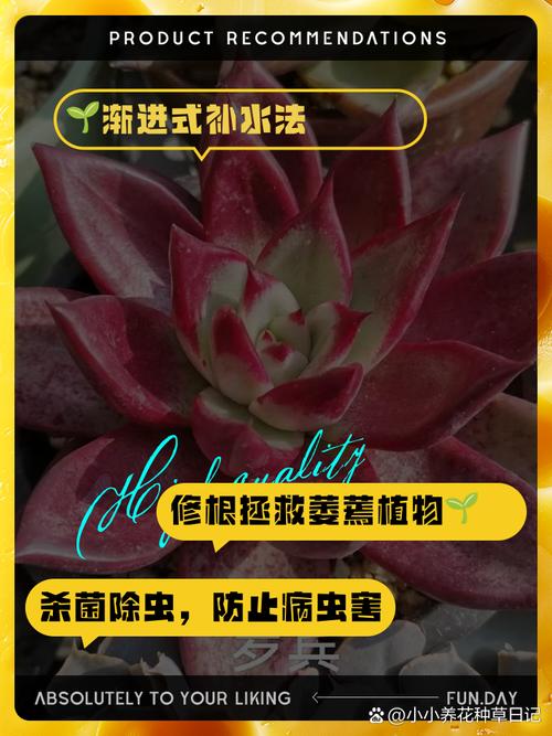 东云多肉怎么养(东云多肉繁殖方法)-第6张图片-花花知道网 东云多肉怎么养(东云多肉繁殖方法)-第6张图片-花花知道网