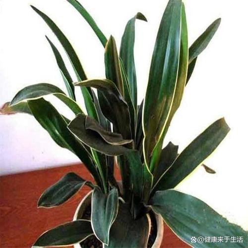 万年青秋季可以换盆吗(万年青秋天怎么养)-第3张图片-花花知道网 万年青秋季可以换盆吗(万年青秋天怎么养)-第3张图片-花花知道网