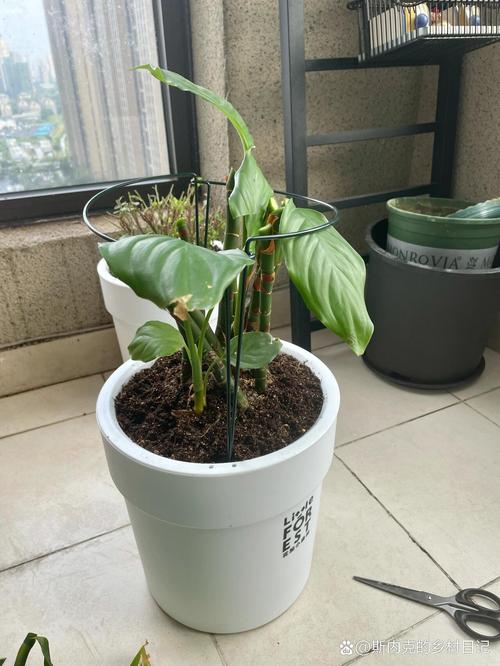 万年青秋季可以换盆吗(万年青秋天怎么养)-第6张图片-花花知道网 万年青秋季可以换盆吗(万年青秋天怎么养)-第6张图片-花花知道网
