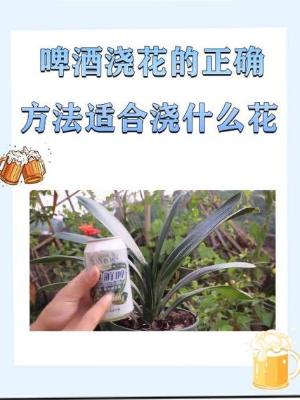 龟背竹可以用啤酒浇吗(龟背竹可以用啤酒水喷洒叶面吗)-第3张图片-花花知道网 龟背竹可以用啤酒浇吗(龟背竹可以用啤酒水喷洒叶面吗)-第3张图片-花花知道网