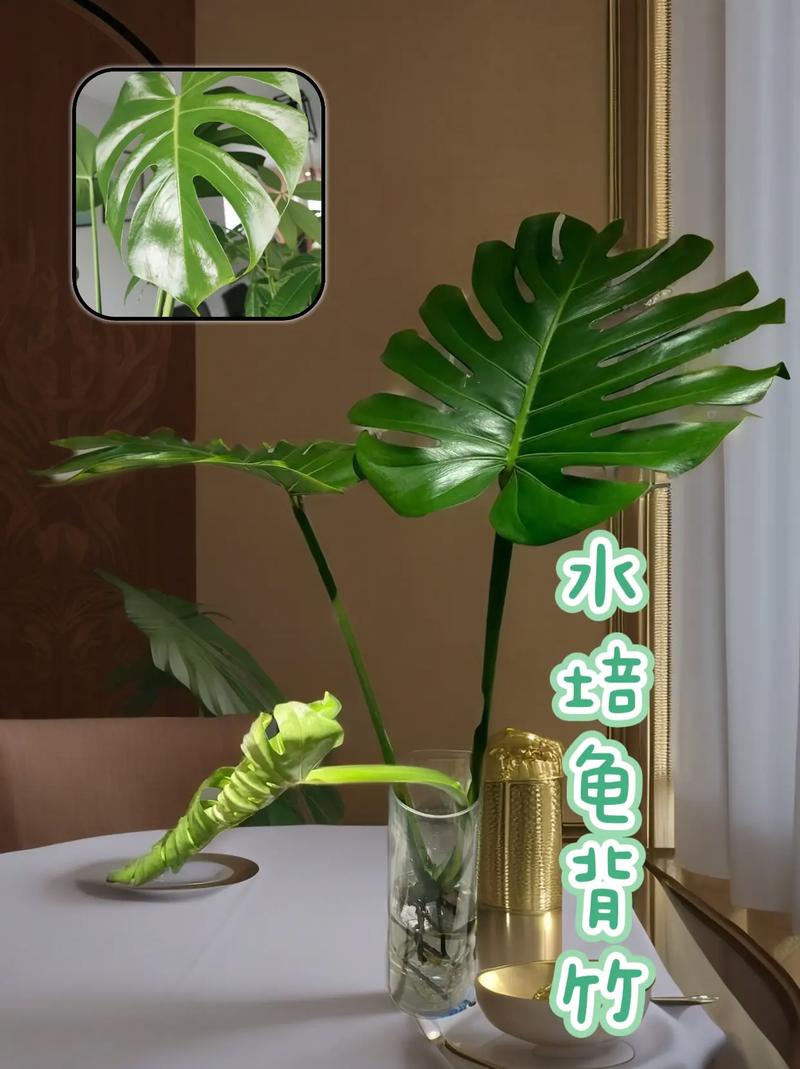 龟背竹可以用啤酒浇吗(龟背竹可以用啤酒水喷洒叶面吗)-第4张图片-花花知道网 龟背竹可以用啤酒浇吗(龟背竹可以用啤酒水喷洒叶面吗)-第4张图片-花花知道网