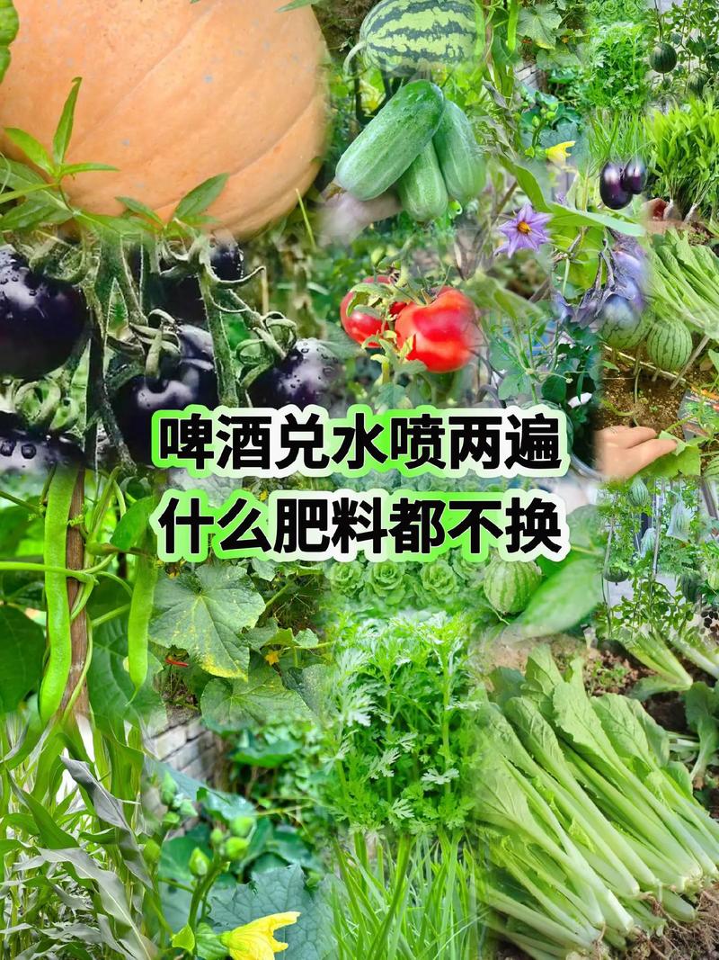 龟背竹可以用啤酒浇吗(龟背竹可以用啤酒水喷洒叶面吗)-第5张图片-花花知道网 龟背竹可以用啤酒浇吗(龟背竹可以用啤酒水喷洒叶面吗)-第5张图片-花花知道网
