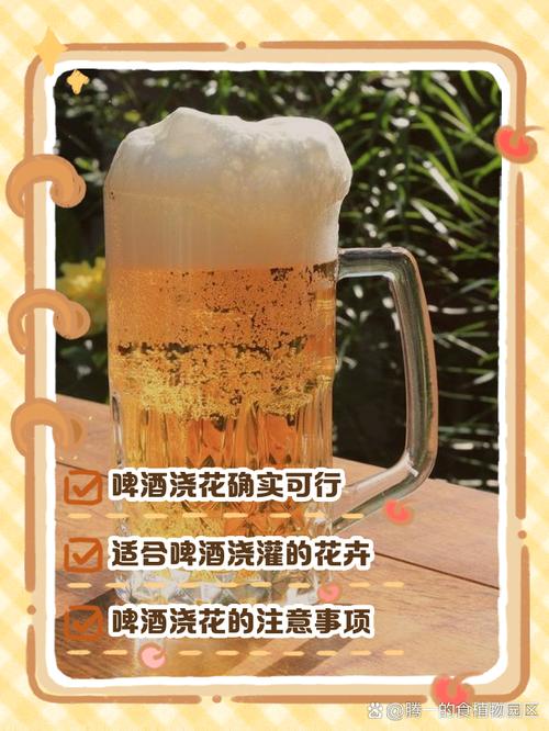 龟背竹可以用啤酒浇吗(龟背竹可以用啤酒水喷洒叶面吗)-第8张图片-花花知道网 龟背竹可以用啤酒浇吗(龟背竹可以用啤酒水喷洒叶面吗)-第8张图片-花花知道网