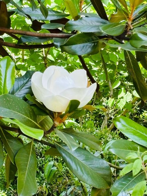 白玉兰花期怎么养护(白玉兰花花期)-第3张图片-花花知道网 白玉兰花期怎么养护(白玉兰花花期)-第3张图片-花花知道网