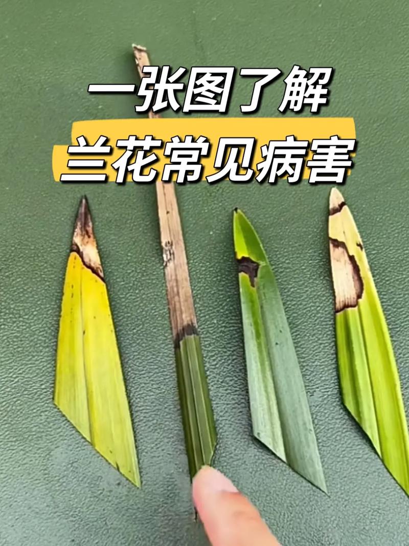 兰花叶子黑点用醋可以吗(兰花叶子黑点用醋可以吗怎么治)-第1张图片-花花知道网 兰花叶子黑点用醋可以吗(兰花叶子黑点用醋可以吗怎么治)-第1张图片-花花知道网
