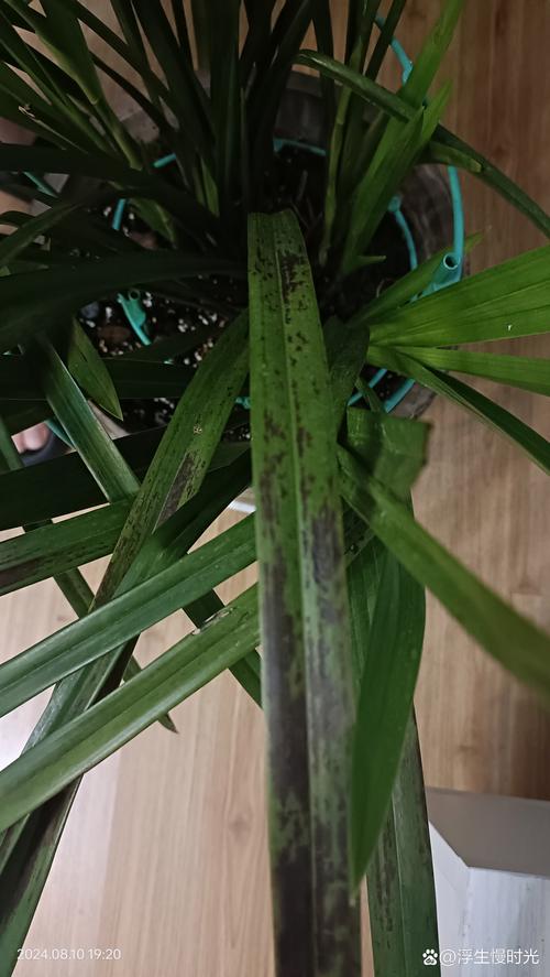 兰花叶子黑点用醋可以吗(兰花叶子黑点用醋可以吗怎么治)-第2张图片-花花知道网 兰花叶子黑点用醋可以吗(兰花叶子黑点用醋可以吗怎么治)-第2张图片-花花知道网