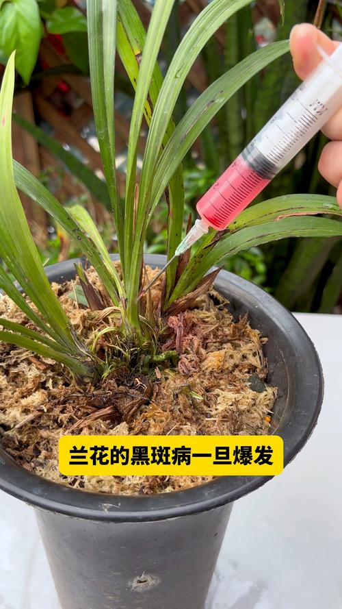 兰花叶子黑点用醋可以吗(兰花叶子黑点用醋可以吗怎么治)-第6张图片-花花知道网 兰花叶子黑点用醋可以吗(兰花叶子黑点用醋可以吗怎么治)-第6张图片-花花知道网