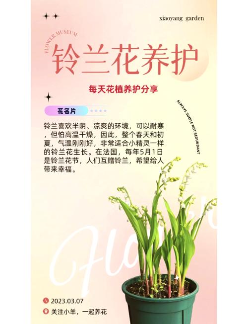 铃兰开花后怎么办(铃兰开花后怎么办呢)-第4张图片-花花知道网 铃兰开花后怎么办(铃兰开花后怎么办呢)-第4张图片-花花知道网