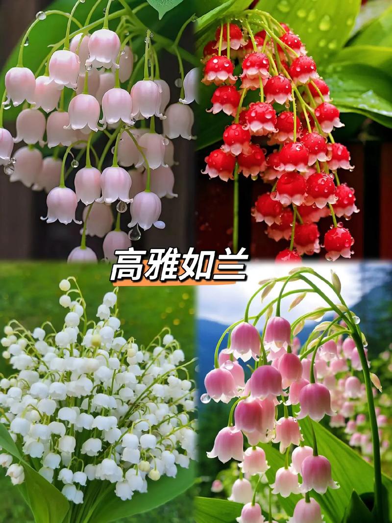 铃兰开花后怎么办(铃兰开花后怎么办呢)-第5张图片-花花知道网 铃兰开花后怎么办(铃兰开花后怎么办呢)-第5张图片-花花知道网