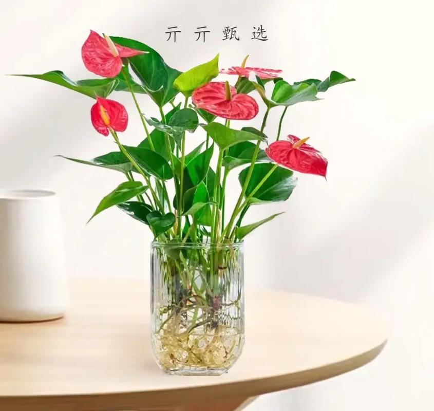 红掌怎么水培养殖(红掌水培养殖多久换水)-第1张图片-花花知道网 红掌怎么水培养殖(红掌水培养殖多久换水)-第1张图片-花花知道网