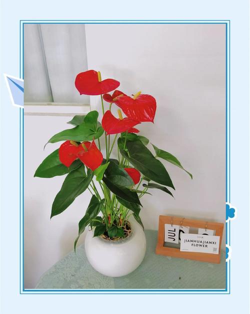 红掌怎么水培养殖(红掌水培养殖多久换水)-第5张图片-花花知道网 红掌怎么水培养殖(红掌水培养殖多久换水)-第5张图片-花花知道网