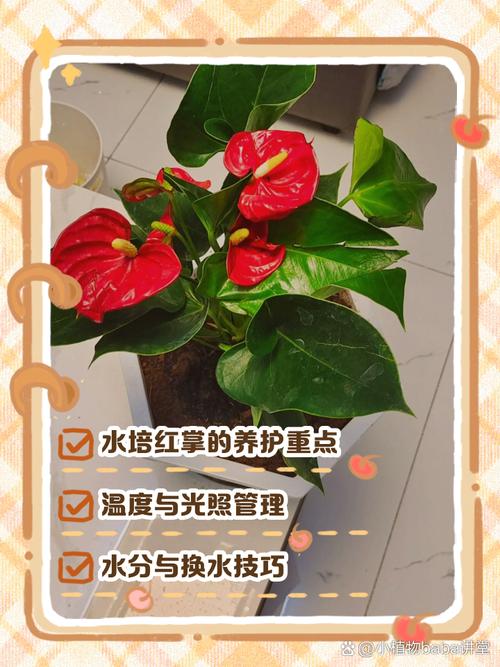 红掌怎么水培养殖(红掌水培养殖多久换水)-第6张图片-花花知道网 红掌怎么水培养殖(红掌水培养殖多久换水)-第6张图片-花花知道网