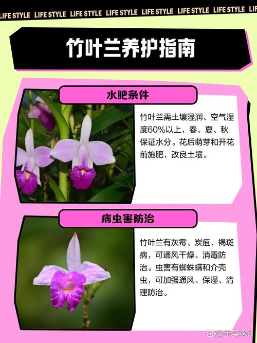 竹叶兰怎么施肥(竹叶兰怎么施肥比较好)-第3张图片-花花知道网 竹叶兰怎么施肥(竹叶兰怎么施肥比较好)-第3张图片-花花知道网