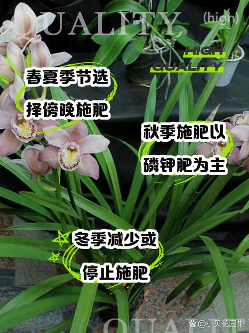 竹叶兰怎么施肥(竹叶兰怎么施肥比较好)-第2张图片-花花知道网 竹叶兰怎么施肥(竹叶兰怎么施肥比较好)-第2张图片-花花知道网