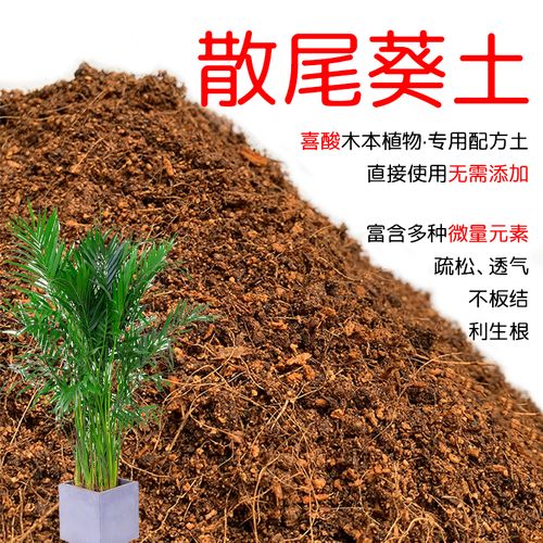 散尾葵用什么土(栽散尾葵用什么土)-第1张图片-花花知道网 散尾葵用什么土(栽散尾葵用什么土)-第1张图片-花花知道网