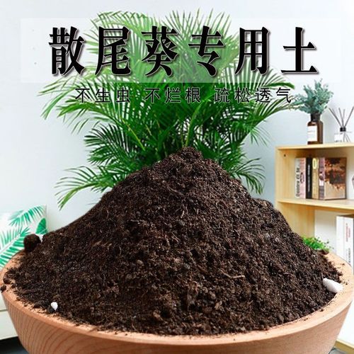 散尾葵用什么土(栽散尾葵用什么土)-第2张图片-花花知道网 散尾葵用什么土(栽散尾葵用什么土)-第2张图片-花花知道网