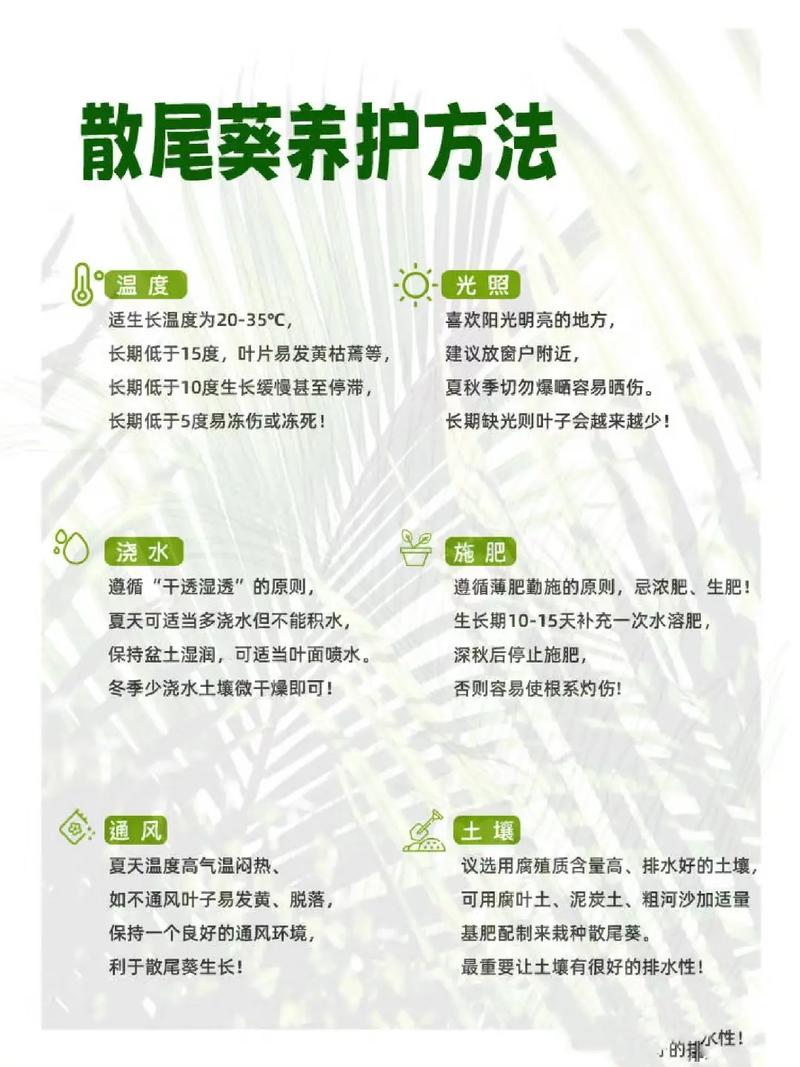 散尾葵用什么土(栽散尾葵用什么土)-第3张图片-花花知道网 散尾葵用什么土(栽散尾葵用什么土)-第3张图片-花花知道网