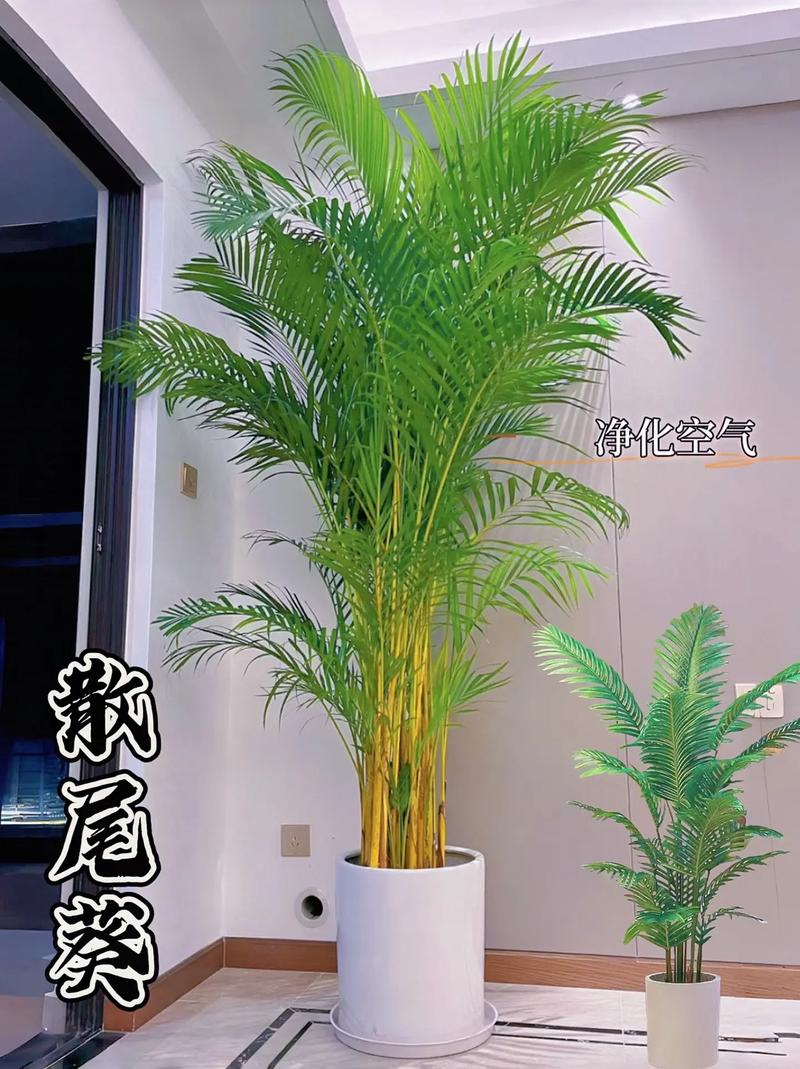 散尾葵用什么土(栽散尾葵用什么土)-第6张图片-花花知道网 散尾葵用什么土(栽散尾葵用什么土)-第6张图片-花花知道网