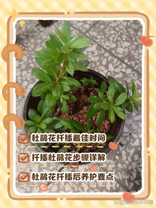 羊毛杜鹃的繁殖方式(毛杜鹃怎么繁殖)-第2张图片-花花知道网 羊毛杜鹃的繁殖方式(毛杜鹃怎么繁殖)-第2张图片-花花知道网