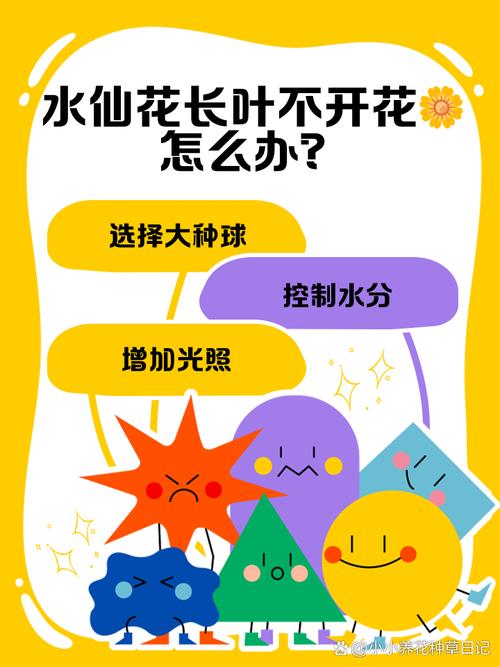 水仙花不开花怎么办(水仙为啥只长叶子不开花)-第1张图片-花花知道网 水仙花不开花怎么办(水仙为啥只长叶子不开花)-第1张图片-花花知道网