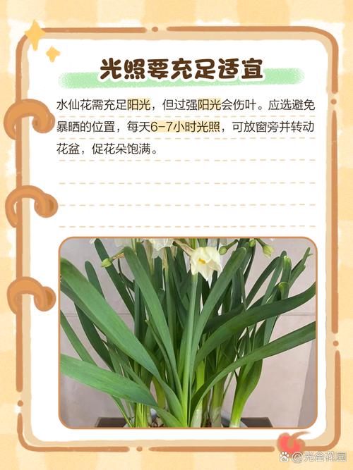 水仙花不开花怎么办(水仙为啥只长叶子不开花)-第2张图片-花花知道网 水仙花不开花怎么办(水仙为啥只长叶子不开花)-第2张图片-花花知道网