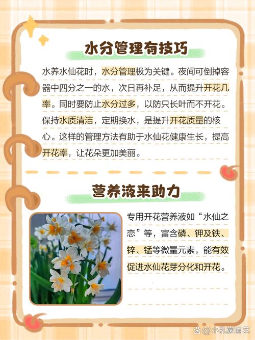 水仙花不开花怎么办(水仙为啥只长叶子不开花)-第3张图片-花花知道网 水仙花不开花怎么办(水仙为啥只长叶子不开花)-第3张图片-花花知道网