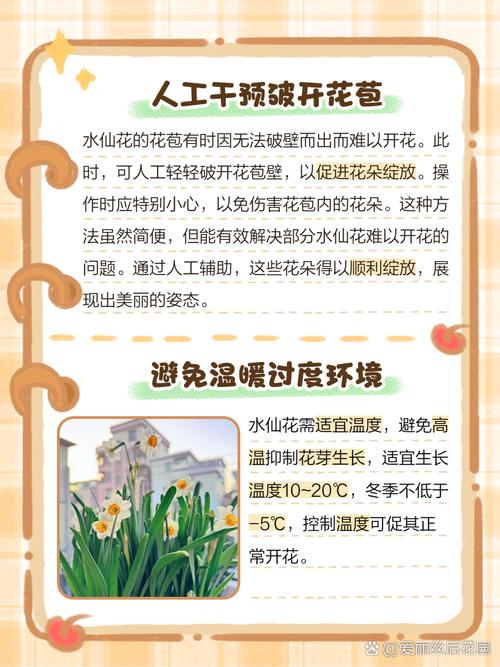 水仙花不开花怎么办(水仙为啥只长叶子不开花)-第5张图片-花花知道网 水仙花不开花怎么办(水仙为啥只长叶子不开花)-第5张图片-花花知道网