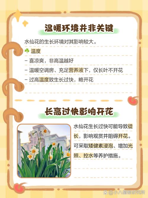 水仙花不开花怎么办(水仙为啥只长叶子不开花)-第6张图片-花花知道网 水仙花不开花怎么办(水仙为啥只长叶子不开花)-第6张图片-花花知道网