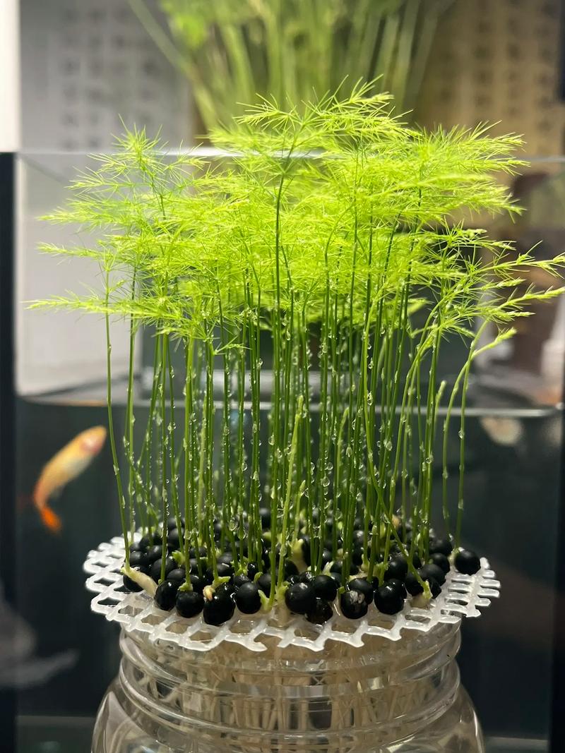 水养怎样养文竹更茂盛(水养怎样养文竹更茂盛视频)-第1张图片-花花知道网 水养怎样养文竹更茂盛(水养怎样养文竹更茂盛视频)-第1张图片-花花知道网