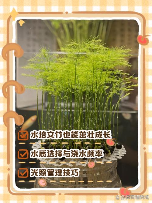 水养怎样养文竹更茂盛(水养怎样养文竹更茂盛视频)-第3张图片-花花知道网 水养怎样养文竹更茂盛(水养怎样养文竹更茂盛视频)-第3张图片-花花知道网