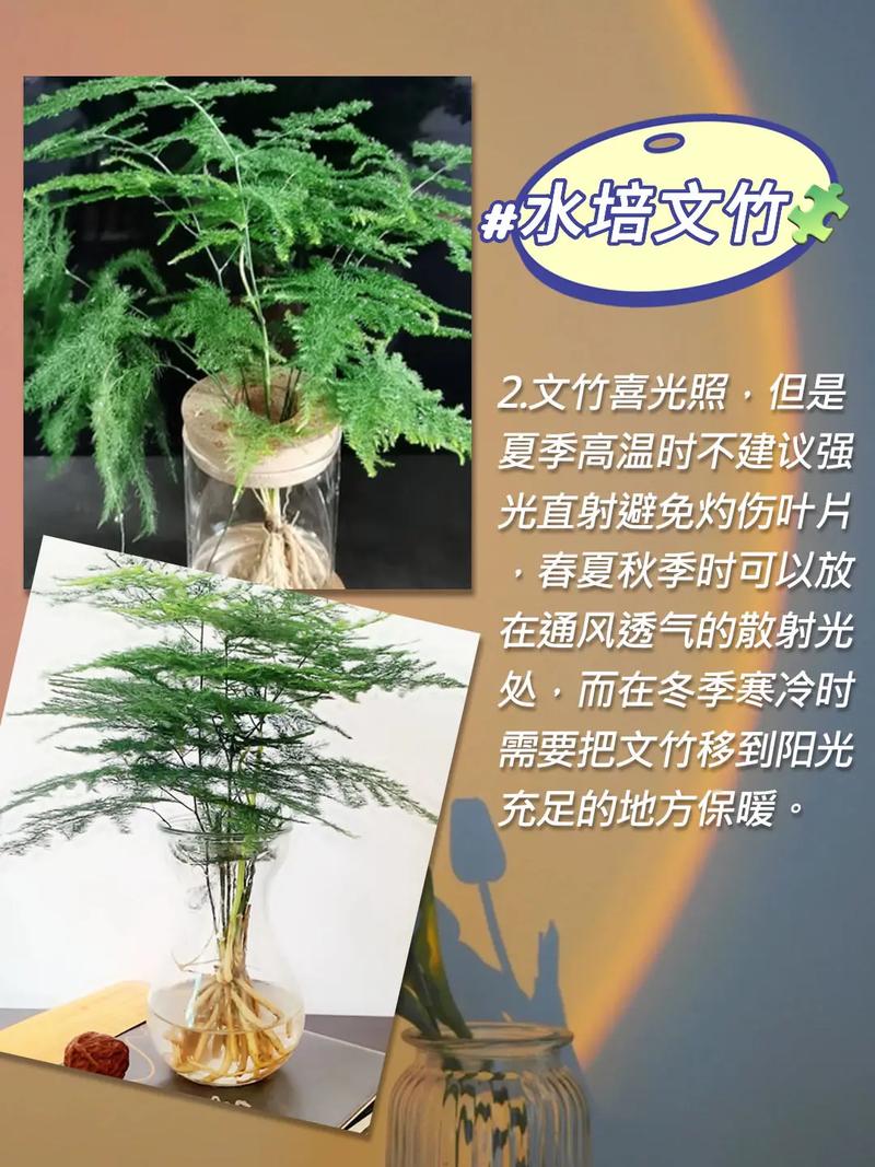 水养怎样养文竹更茂盛(水养怎样养文竹更茂盛视频)-第4张图片-花花知道网 水养怎样养文竹更茂盛(水养怎样养文竹更茂盛视频)-第4张图片-花花知道网