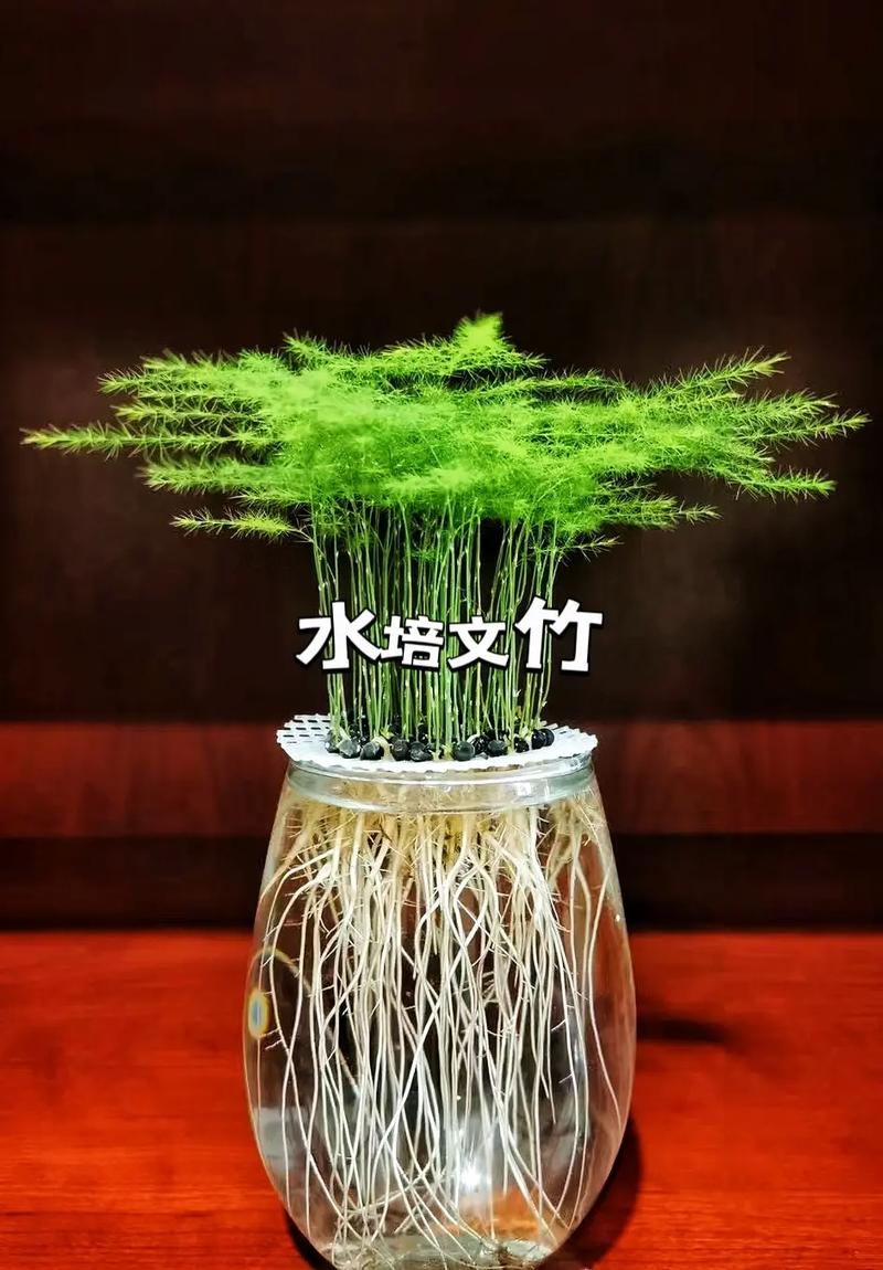 水养怎样养文竹更茂盛(水养怎样养文竹更茂盛视频)-第5张图片-花花知道网 水养怎样养文竹更茂盛(水养怎样养文竹更茂盛视频)-第5张图片-花花知道网