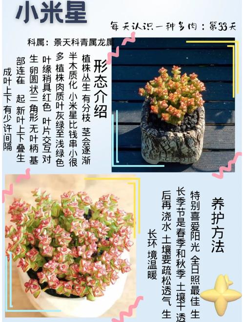 小米星冬季怎么养(小米星冬天休眠吗)-第2张图片-花花知道网 小米星冬季怎么养(小米星冬天休眠吗)-第2张图片-花花知道网