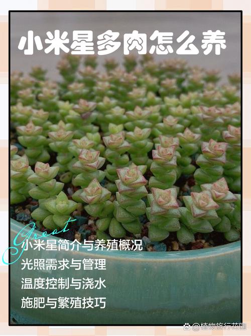 小米星冬季怎么养(小米星冬天休眠吗)-第5张图片-花花知道网 小米星冬季怎么养(小米星冬天休眠吗)-第5张图片-花花知道网