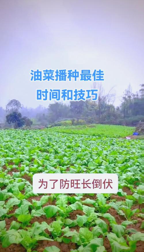 油菜种子怎么种(油菜种子怎么吃)-第3张图片-花花知道网 油菜种子怎么种(油菜种子怎么吃)-第3张图片-花花知道网