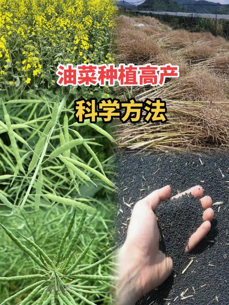 油菜种子怎么种(油菜种子怎么吃)-第4张图片-花花知道网 油菜种子怎么种(油菜种子怎么吃)-第4张图片-花花知道网