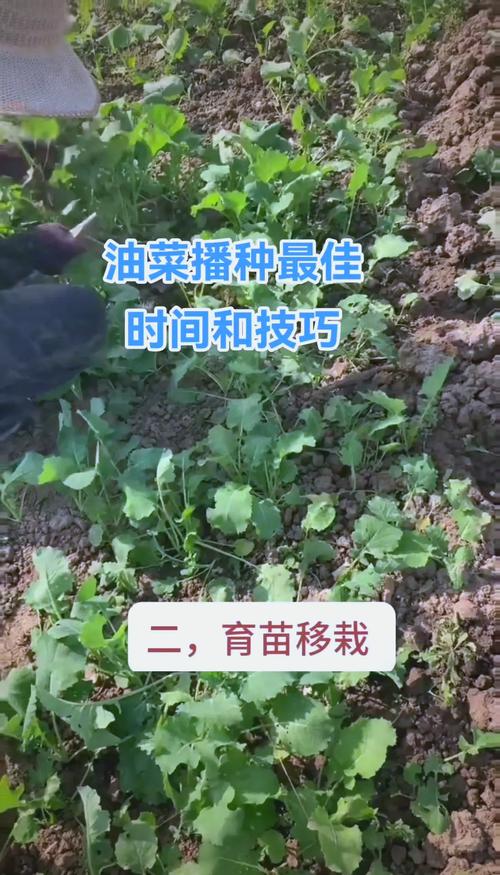 油菜种子怎么种(油菜种子怎么吃)-第7张图片-花花知道网 油菜种子怎么种(油菜种子怎么吃)-第7张图片-花花知道网