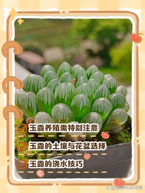 白斑玉露的繁殖方法(白斑玉露徒长了怎么办)-第1张图片-花花知道网 白斑玉露的繁殖方法(白斑玉露徒长了怎么办)-第1张图片-花花知道网