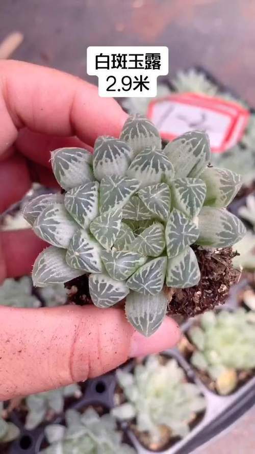 白斑玉露的繁殖方法(白斑玉露徒长了怎么办)-第3张图片-花花知道网 白斑玉露的繁殖方法(白斑玉露徒长了怎么办)-第3张图片-花花知道网
