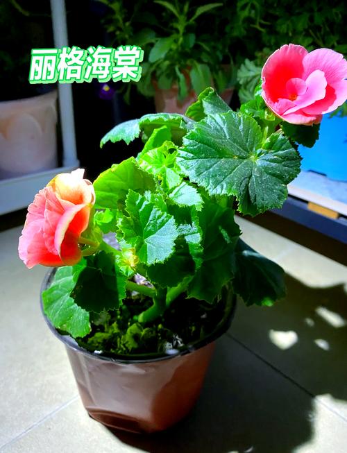 如何使丽格海棠在元旦开花(丽格海棠开花时可以换盆吗)-第2张图片-花花知道网 如何使丽格海棠在元旦开花(丽格海棠开花时可以换盆吗)-第2张图片-花花知道网