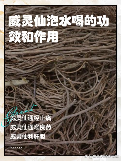 威灵仙怎么养(威灵仙的种植方法怎么除草)-第3张图片-花花知道网 威灵仙怎么养(威灵仙的种植方法怎么除草)-第3张图片-花花知道网