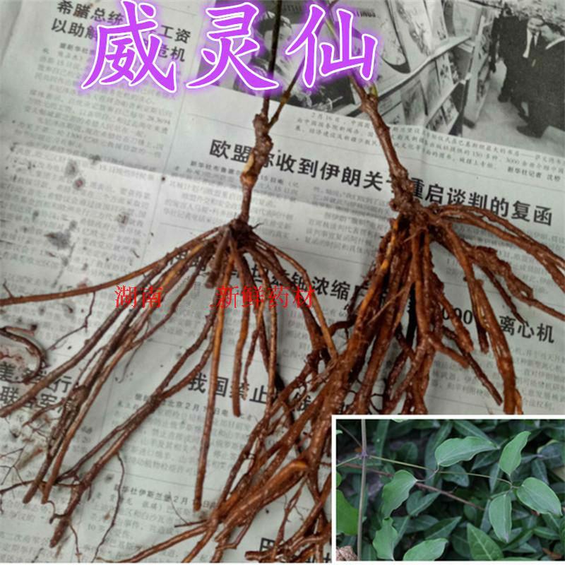 威灵仙怎么养(威灵仙的种植方法怎么除草)-第4张图片-花花知道网 威灵仙怎么养(威灵仙的种植方法怎么除草)-第4张图片-花花知道网