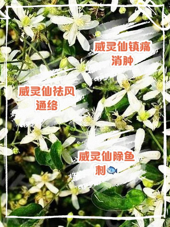 威灵仙怎么养(威灵仙的种植方法怎么除草)-第6张图片-花花知道网 威灵仙怎么养(威灵仙的种植方法怎么除草)-第6张图片-花花知道网
